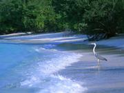 A Crane on a Maldives Beach 4:3