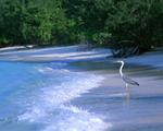 A Crane on a Maldives Beach 5:4