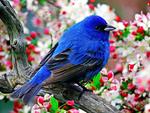 Blue-and-Black Tanager Amonst Floral Blooms 4:3