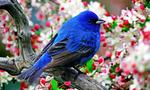 Blue-and-Black Tanager Amonst Floral Blooms 5:3