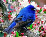 Blue-and-Black Tanager Amonst Floral Blooms 5:4