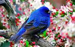 Blue-and-Black Tanager Amonst Floral Blooms 8:5