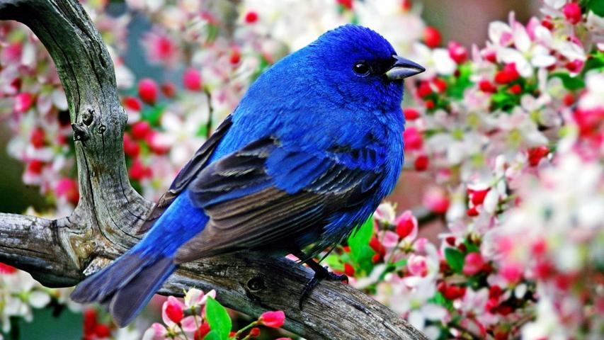 Blue-and-Black Tanager Amonst Floral Blooms 16:9