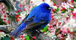 Blue-and-Black Tanager Amonst Floral Blooms 17:9
