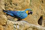 Blue Macaw Parrot upon Rocks 3:2