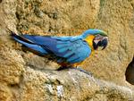 Blue Macaw Parrot upon Rocks 4:3