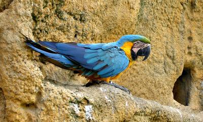 Blue Macaw Parrot upon Rocks 5:3