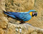Blue Macaw Parrot upon Rocks 5:4