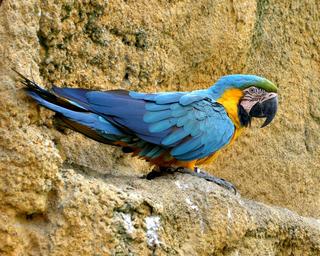 Blue Macaw Parrot upon Rocks 5:4