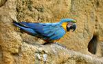 Blue Macaw Parrot upon Rocks 8:5