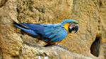 Blue Macaw Parrot upon Rocks 16:9