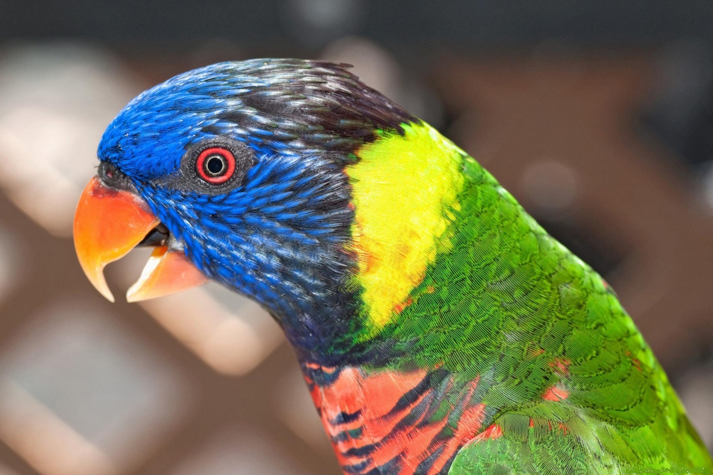 Rainbow Lorikeet Parrot Close Up 3:2