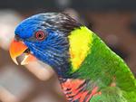 Rainbow Lorikeet Parrot Close Up 4:3
