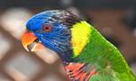 Rainbow Lorikeet Parrot Close Up 5:3