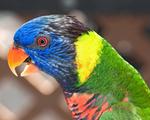Rainbow Lorikeet Parrot Close Up 5:4