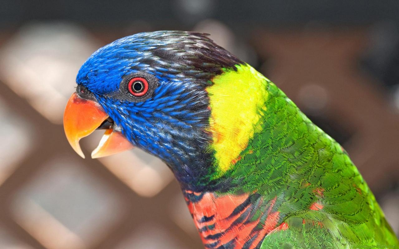Rainbow Lorikeet Parrot Close Up 8:5