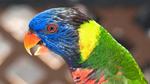 Rainbow Lorikeet Parrot Close Up 16:9