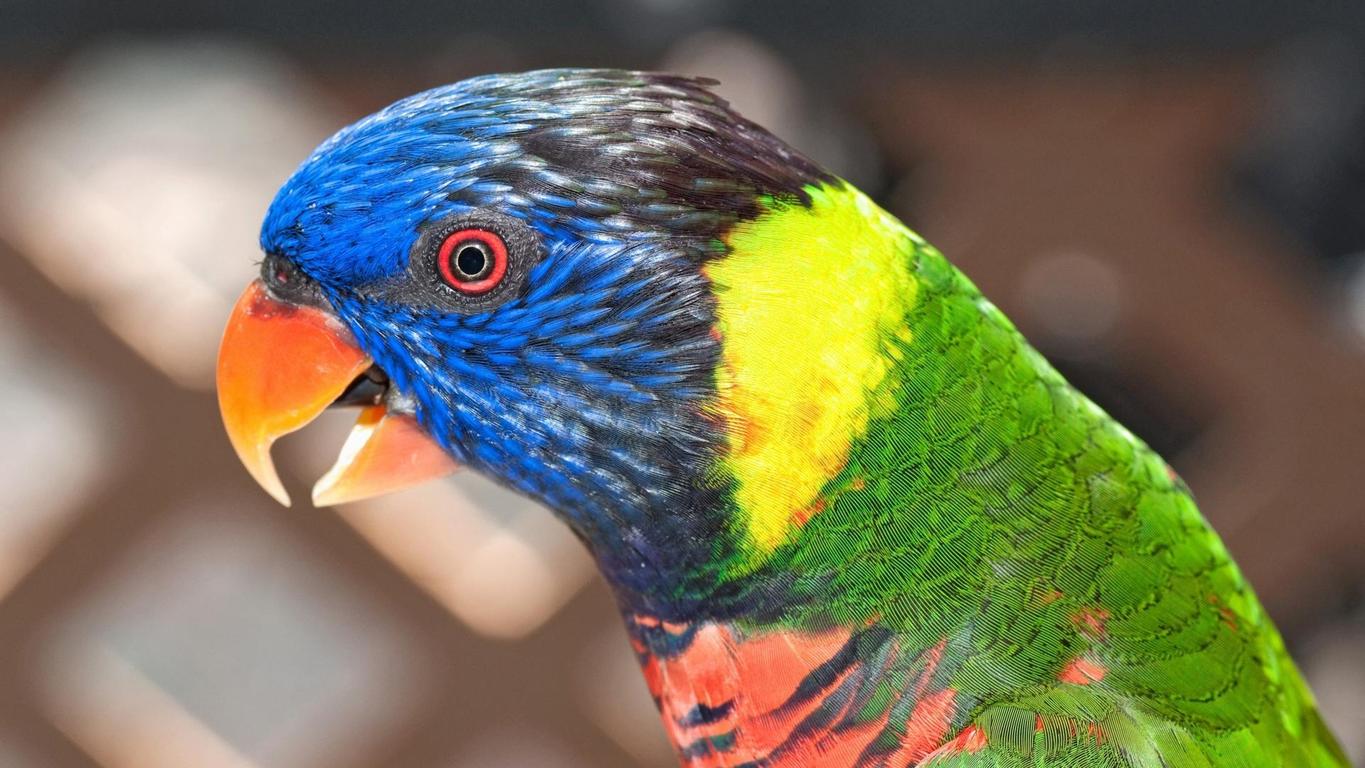 Rainbow Lorikeet Parrot Close Up 16:9