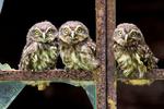 Owlets Lined on a Rusty Gate 3:2