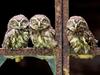 Owlets Lined on a Rusty Gate 4:3