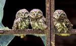 Owlets Lined on a Rusty Gate 5:3