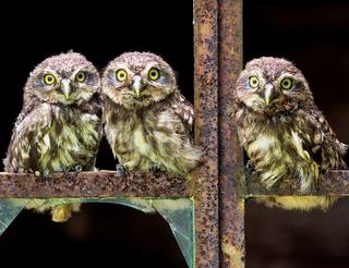 Owlets Lined on a Rusty Gate 5:4