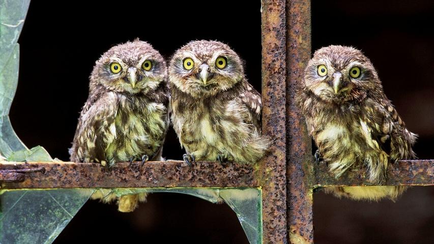 Owlets Lined on a Rusty Gate 16:9