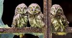 Owlets Lined on a Rusty Gate 17:9