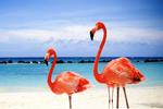 Red Flamingos on a Maldives Beach 3:2