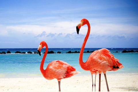Red Flamingos on a Maldives Beach 3:2