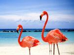 Red Flamingos on a Maldives Beach 4:3