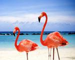 Red Flamingos on a Maldives Beach 5:4