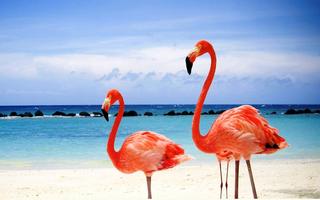 Red Flamingos on a Maldives Beach 8:5