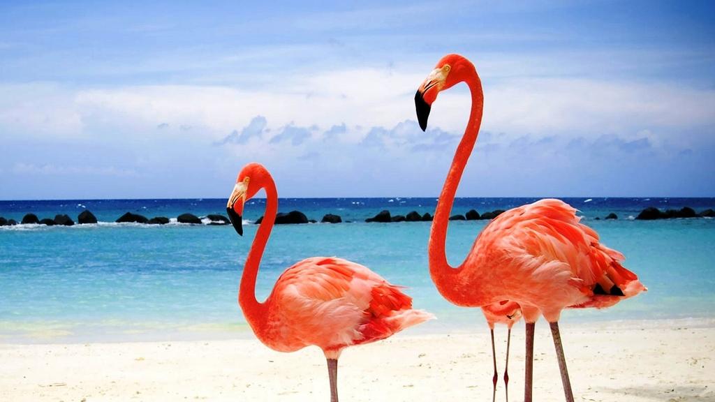 Red Flamingos on a Maldives Beach 16:9