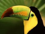 Toucan Close Up Image 4:3