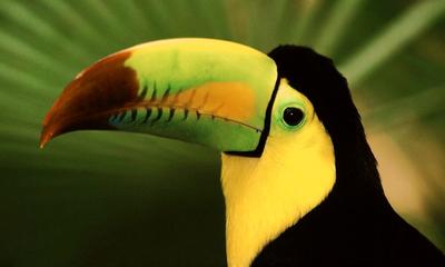 Toucan Close Up Image 5:3