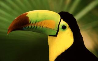 Toucan Close Up Image 8:5