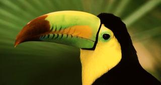 Toucan Close Up Image 17:9