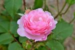 Pink Rose in Gippsland 3:2