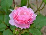 Pink Rose in Gippsland 4:3