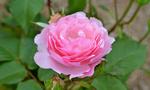 Pink Rose in Gippsland 5:3