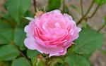 Pink Rose in Gippsland 8:5