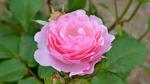 Pink Rose in Gippsland 16:9