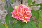 Pink and Yellow Varigated Rose in Gippsland 3:2