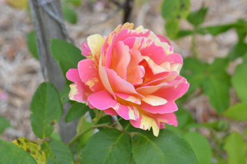 Pink and Yellow Varigated Rose in Gippsland 3:2