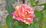 Pink and Yellow Varigated Rose in Gippsland 5:3