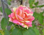 Pink and Yellow Varigated Rose in Gippsland 5:4