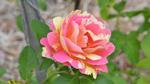 Pink and Yellow Varigated Rose in Gippsland 16:9