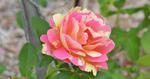 Pink and Yellow Varigated Rose in Gippsland 17:9