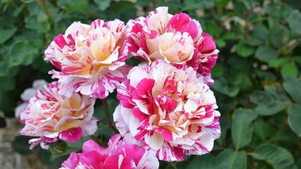 Varigated White and Pink Roses in Gippsland 16:9